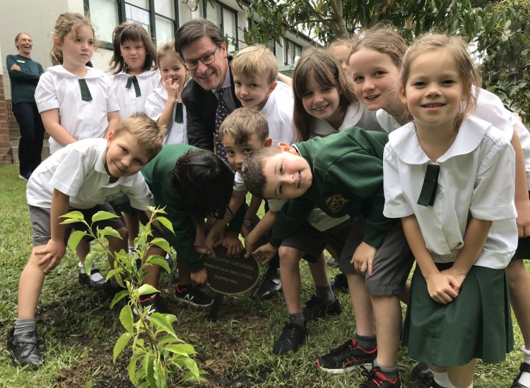 Holland's Orchard Pear Tree Cutting Presentation at Frenchs Forest Public School