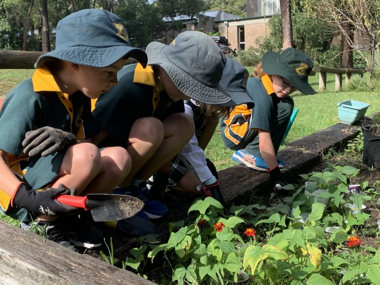 Mimosa Public School students get their hands dirty in the garden 